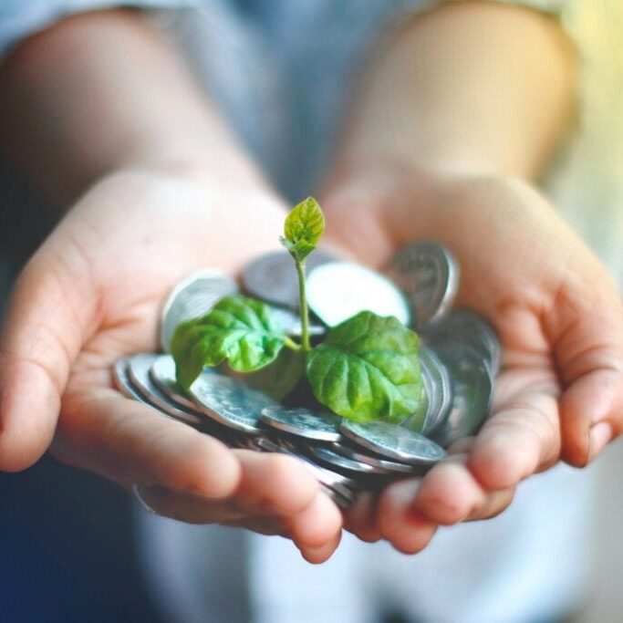 Person Holding Green and White Flower